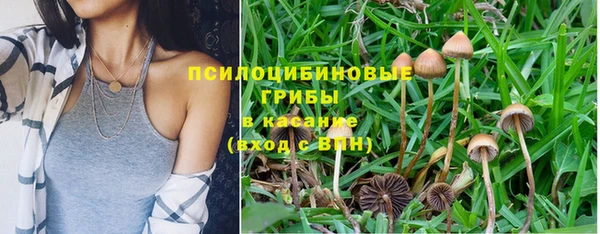 прущие грибы Аркадак
