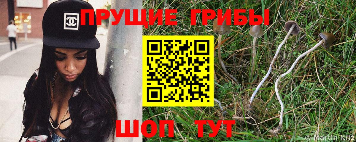 Белово  Псилоцибиновые грибы прущие грибы  Вход с VPN 
